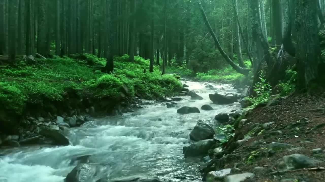 forest