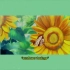 Kuzu Mellow - sunflower feelings (prod. by korou)