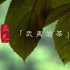 【二十四节气】立冬-武夷岩茶