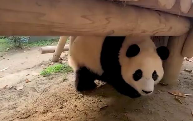 大熊猫青青逃跑图片