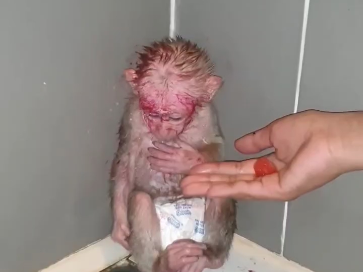 气的白毛猴急眼了