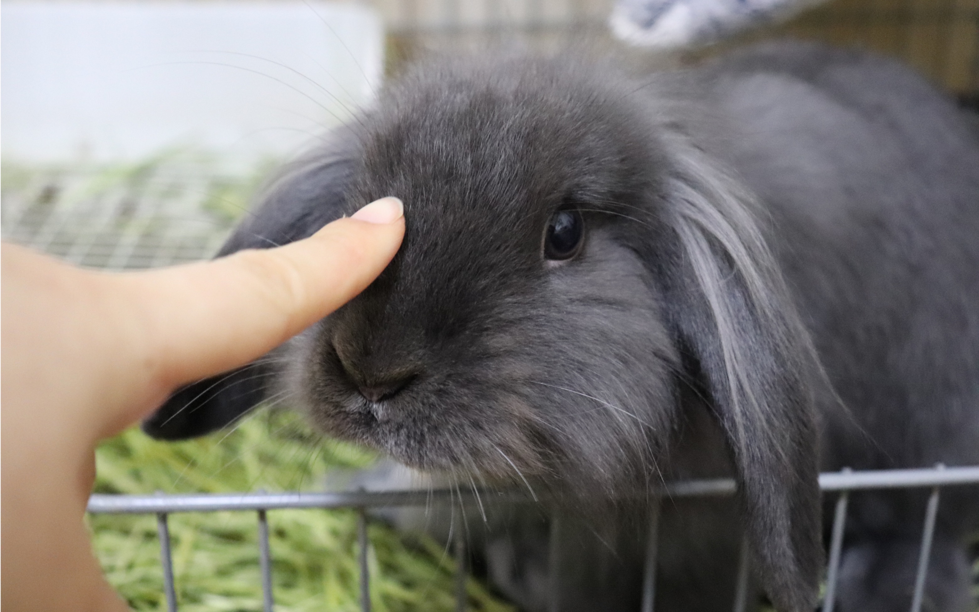 【垂耳兔】当一只超萌的小兔子跟你抢水果,你会怎么办?