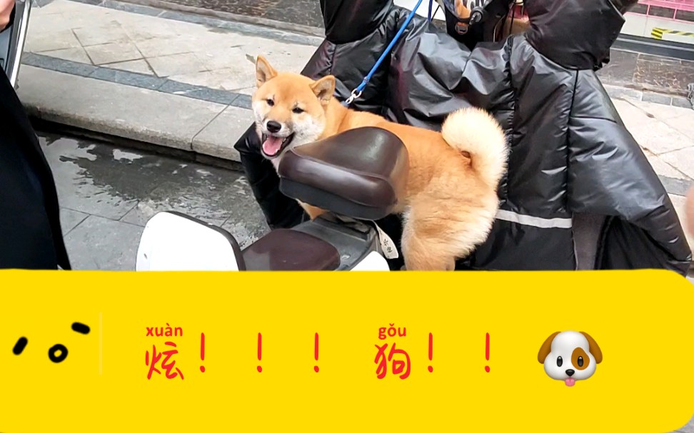 卧槽!炫 狗!_哔哩哔哩 (゜-゜)つロ 干杯~-bilibili