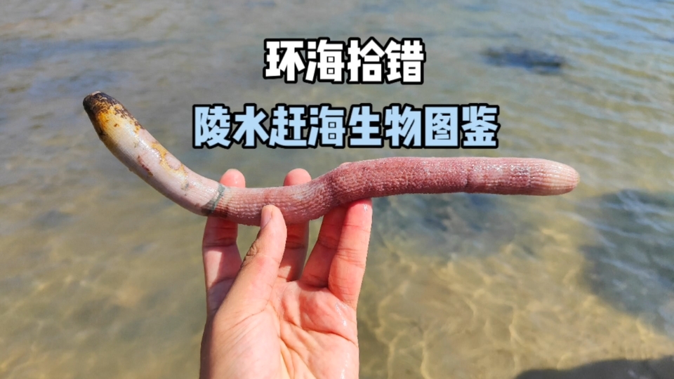 【环海拾错】陵水赶海,居然发现大拇指粗的沙虫!还有各种奇怪的海洋生物.哔哩哔哩bilibili