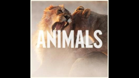 Animals - Maroon 5【今天你听歌了吗】-哔哩哔哩