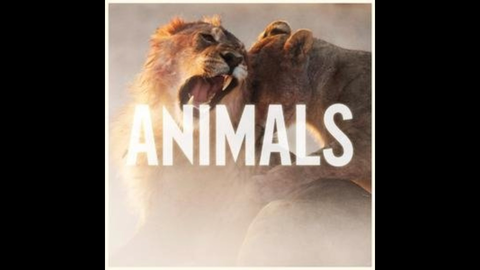 Top 183 + Maroon 5 animals download - Lifewithvernonhoward.com
