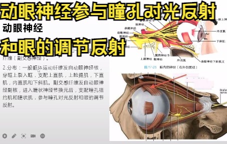 系统解剖学周围神经系统之脑神经的动眼神经和滑车神经哔哩哔哩bilibili