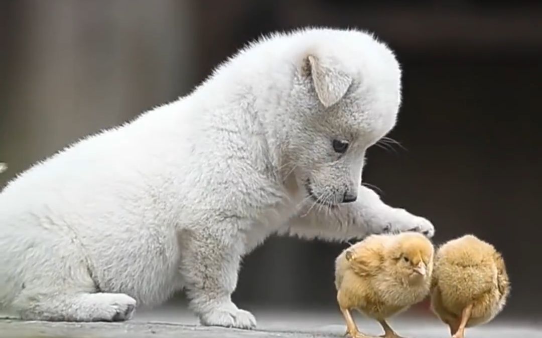 让萌物来治愈你吧:可爱的小狗和小鸡一起玩