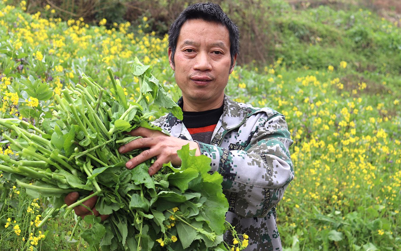 地里铲草竟发现大片野油菜把川哥乐坏了吃几天都吃不完