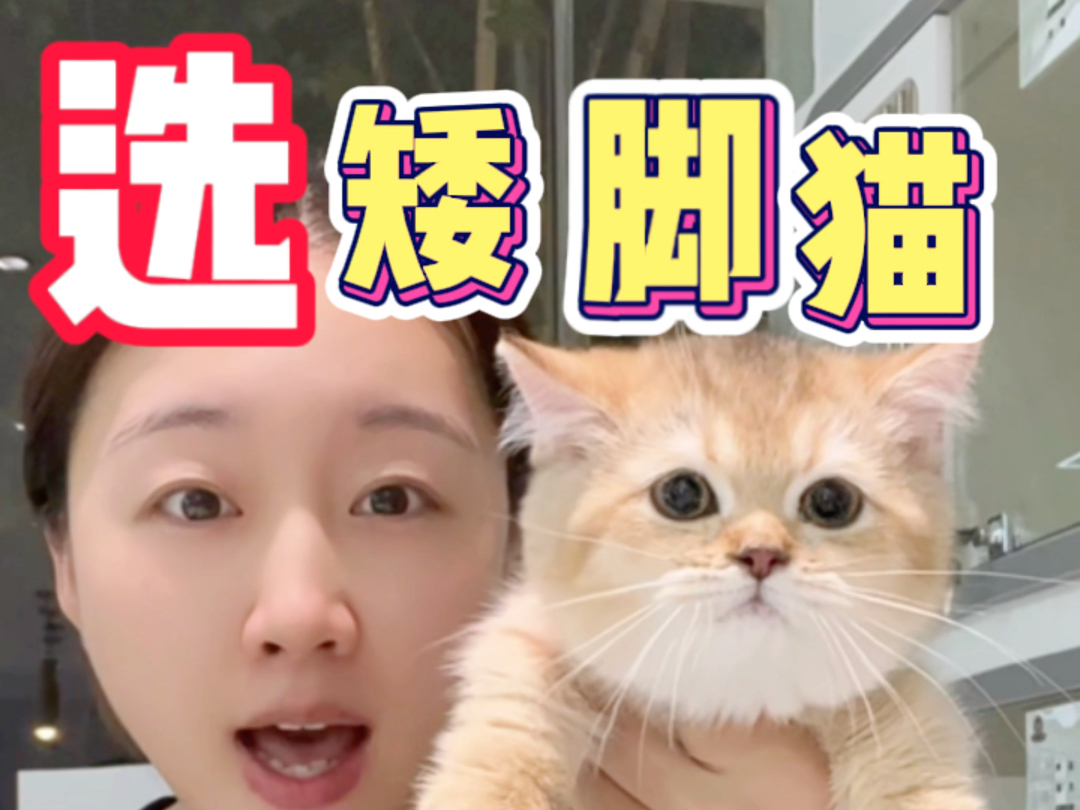 选矮脚猫的!注意事项!哔哩哔哩bilibili