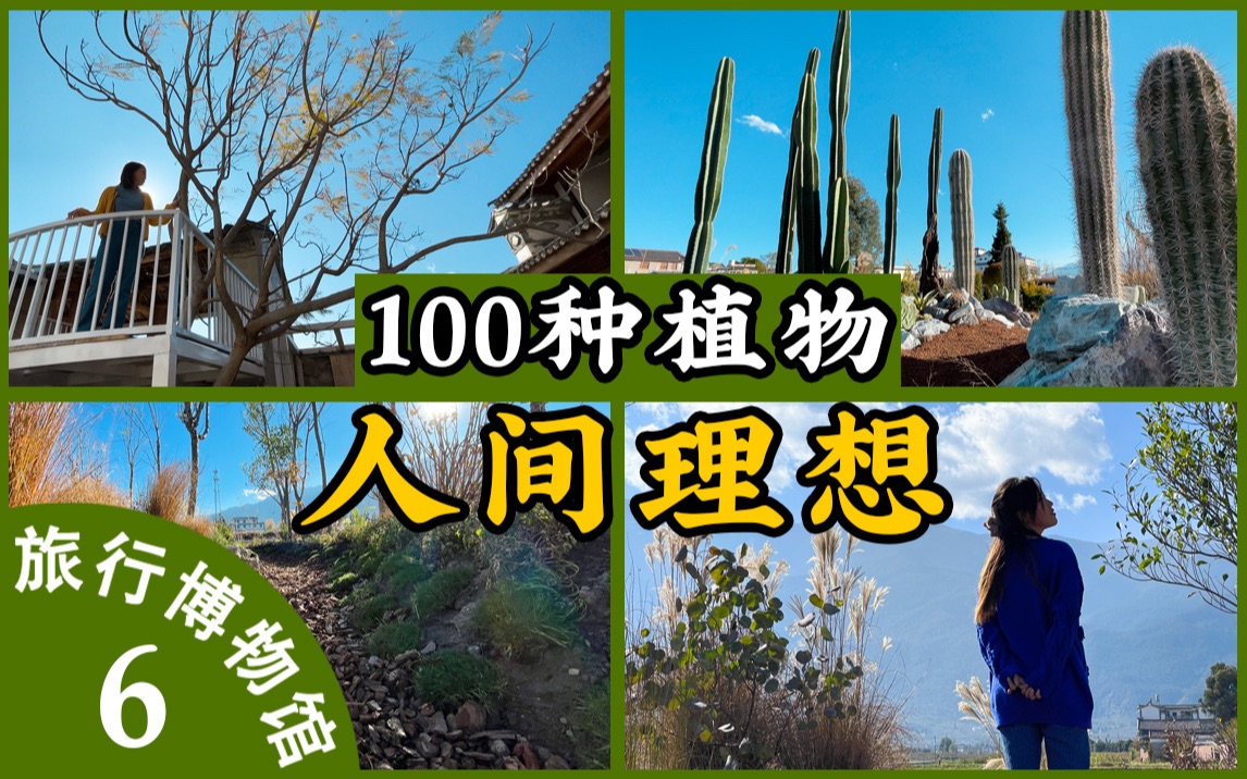 大理理想生活之: 租1000平土地,种100种植物!哔哩哔哩bilibili