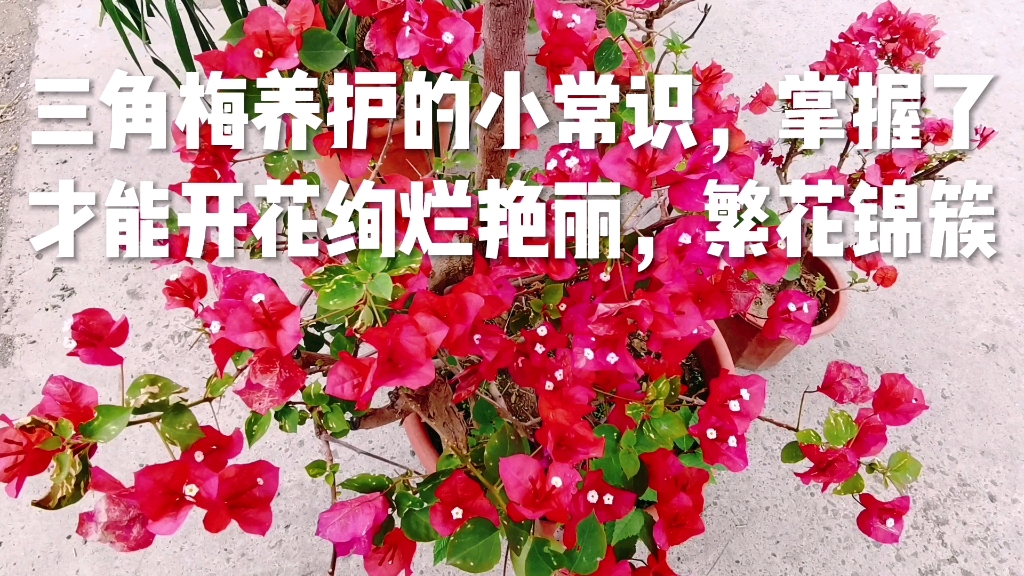 [图]三角梅养护的小常识，掌握了才能开花绚烂艳丽，繁花锦簇