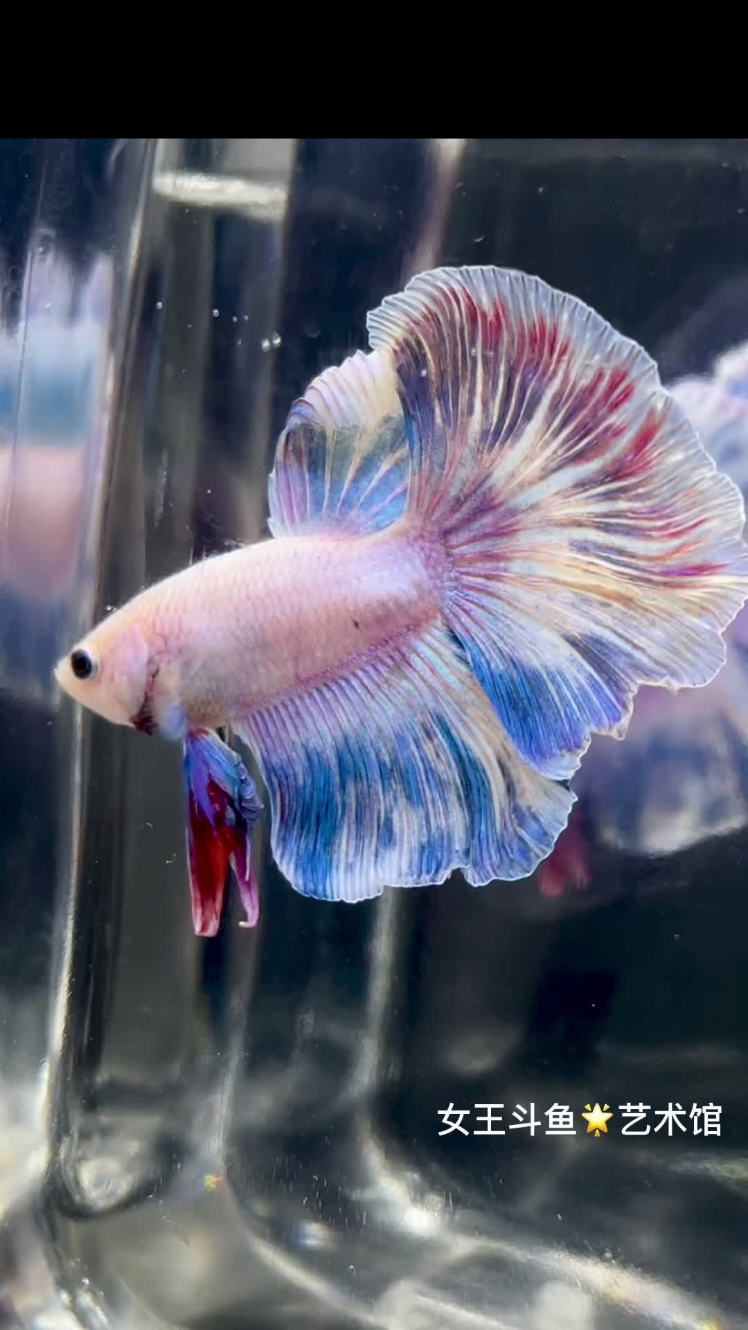 马卡龙玫瑰2 女王斗鱼 每天上新 一鱼一视频 明码标价