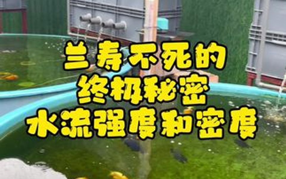 水流的强度和密度会不会影响兰寿的寿命?看完你就知道哔哩哔哩bilibili