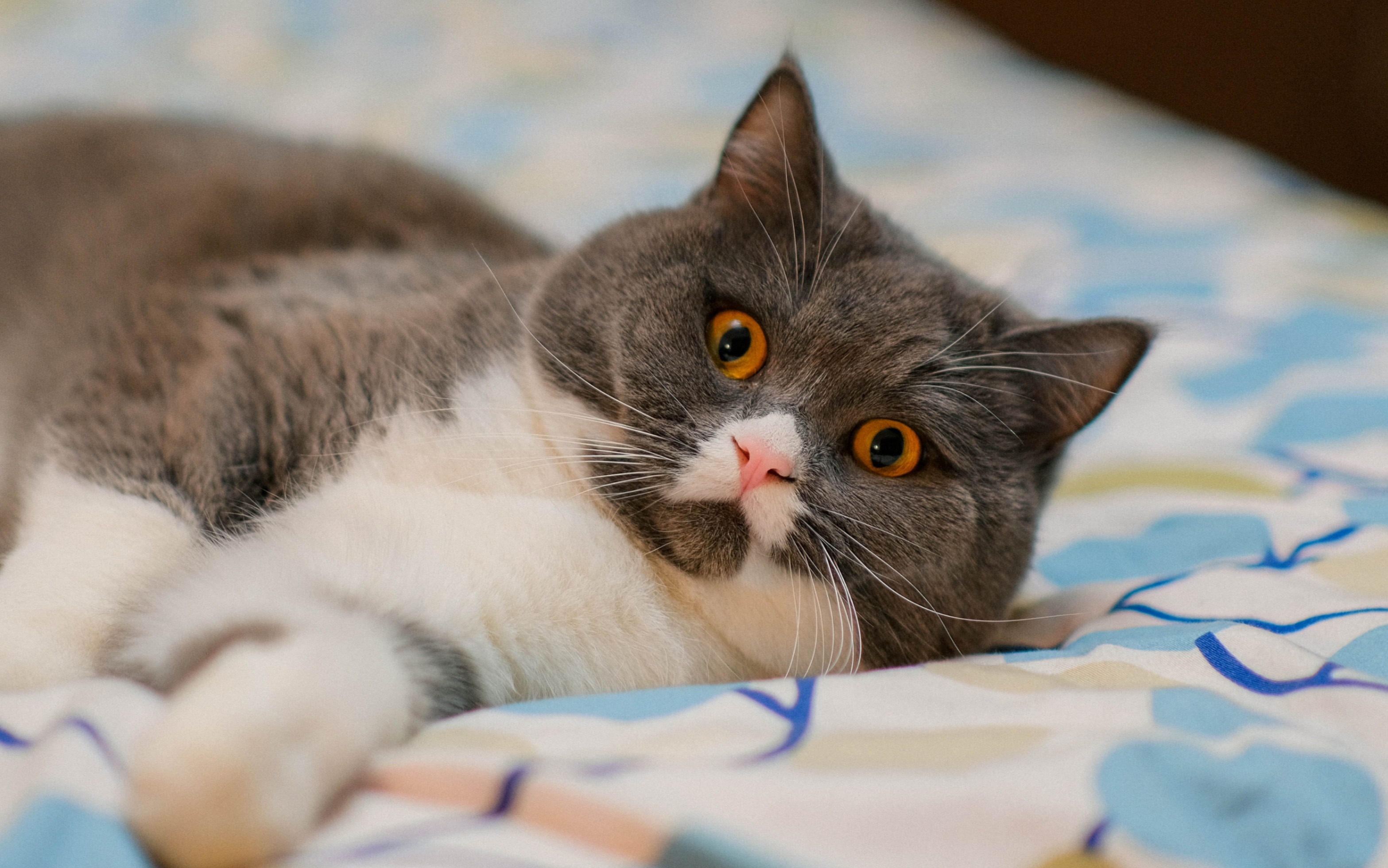 猪猪祟祟_哔哩哔哩 (゜-゜)つロ 干杯~-bilibili