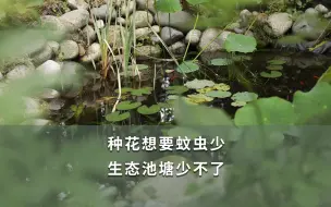 【海妈园艺课堂】种花想要蚊虫少 生态池塘少不了