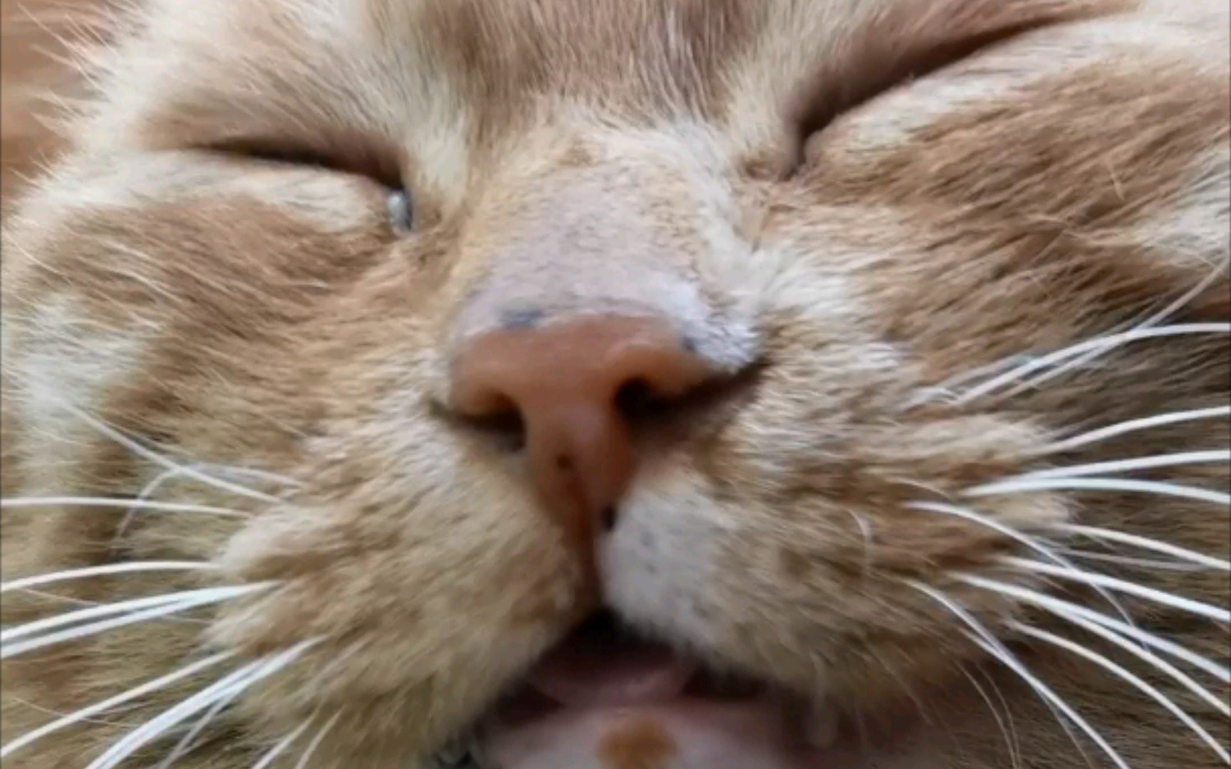 刚睡醒的橘比较懵