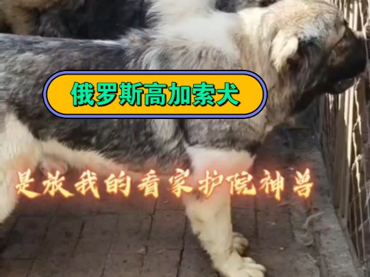 俄罗斯高加索犬你养过嘛?哔哩哔哩bilibili