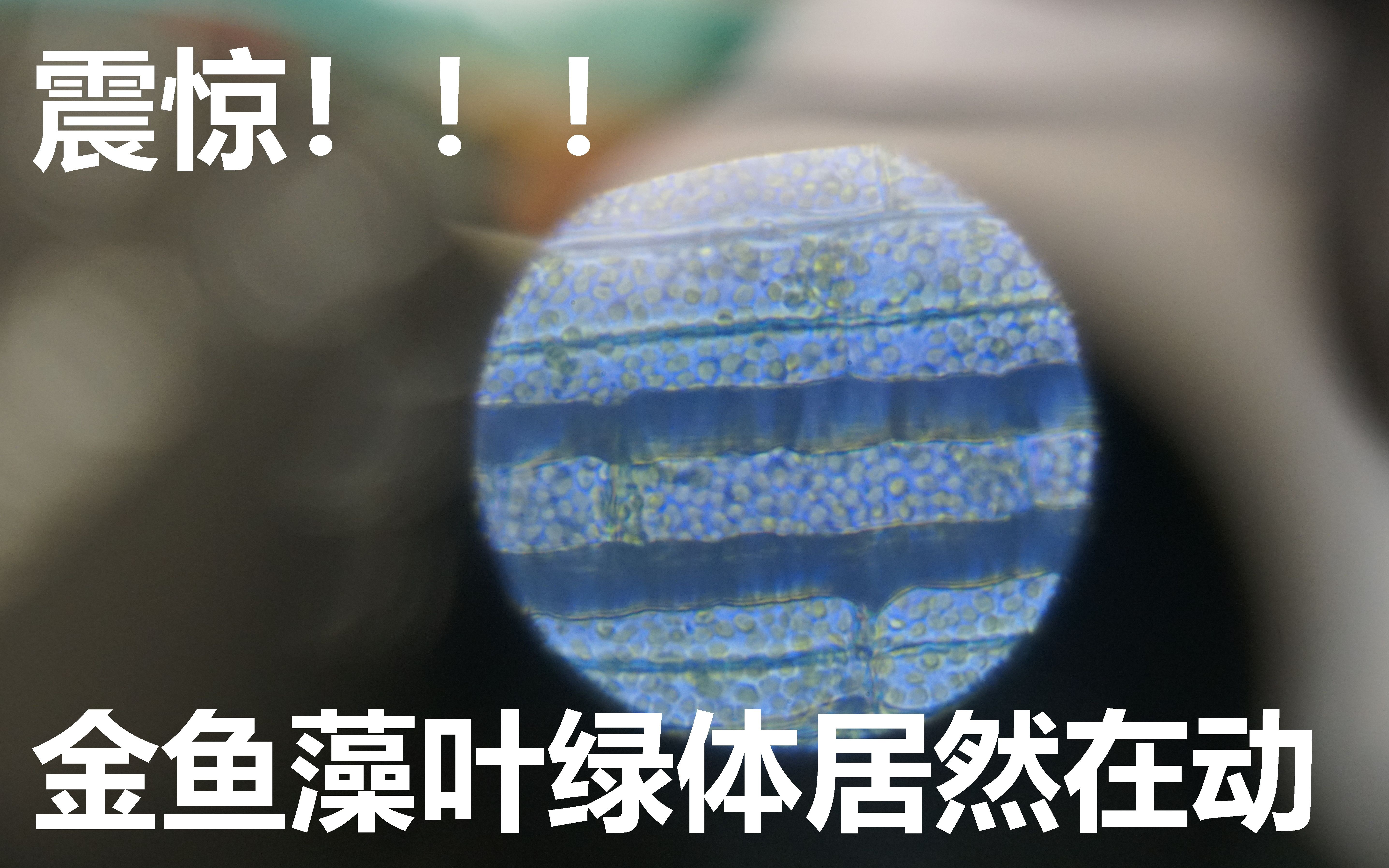 高倍显微镜下的金鱼藻可看到叶绿体移动