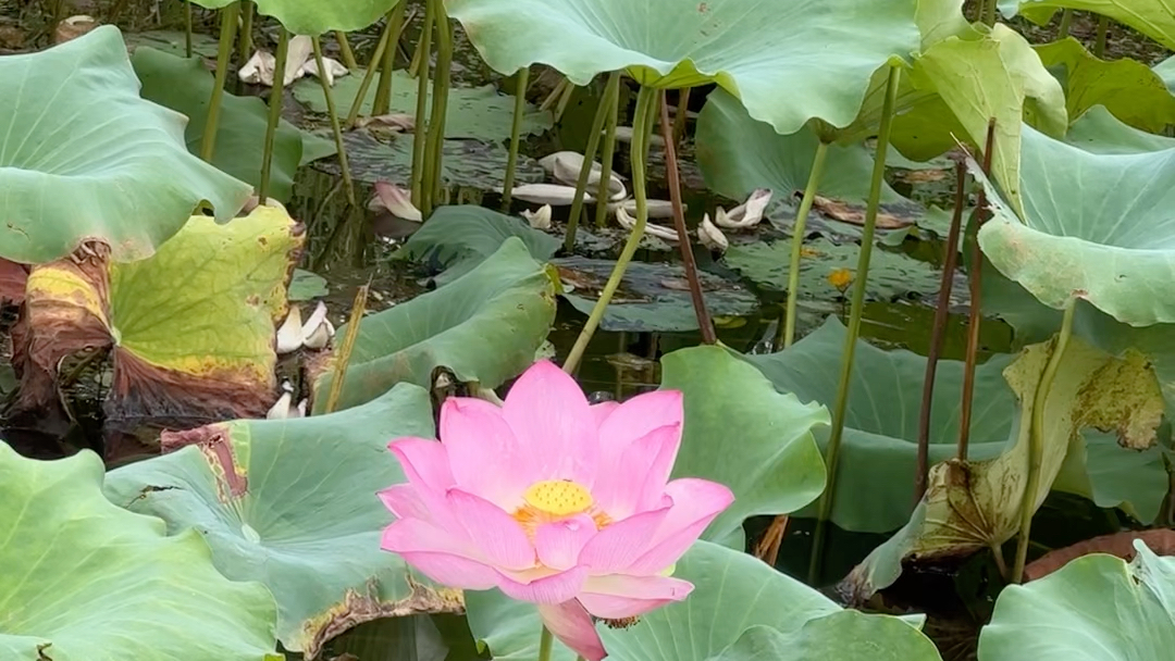 [图]小荷才露尖尖角，早有蜻蜓立上头…………荷花荷叶蜻蜓都有了，其他的自行脑