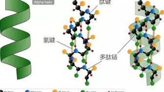艾可生物化学第七期课程节选-左旋和右旋