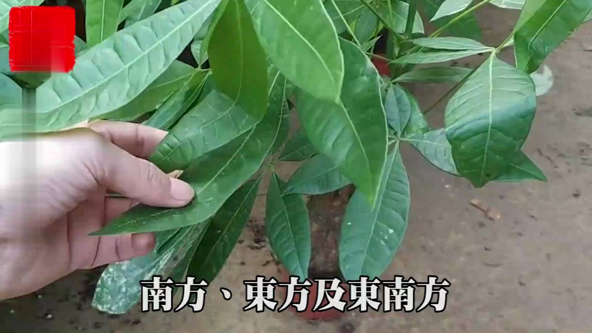 [图]门口风水十大禁忌，发财树放在哪里最招财？放对地方财源滚滚