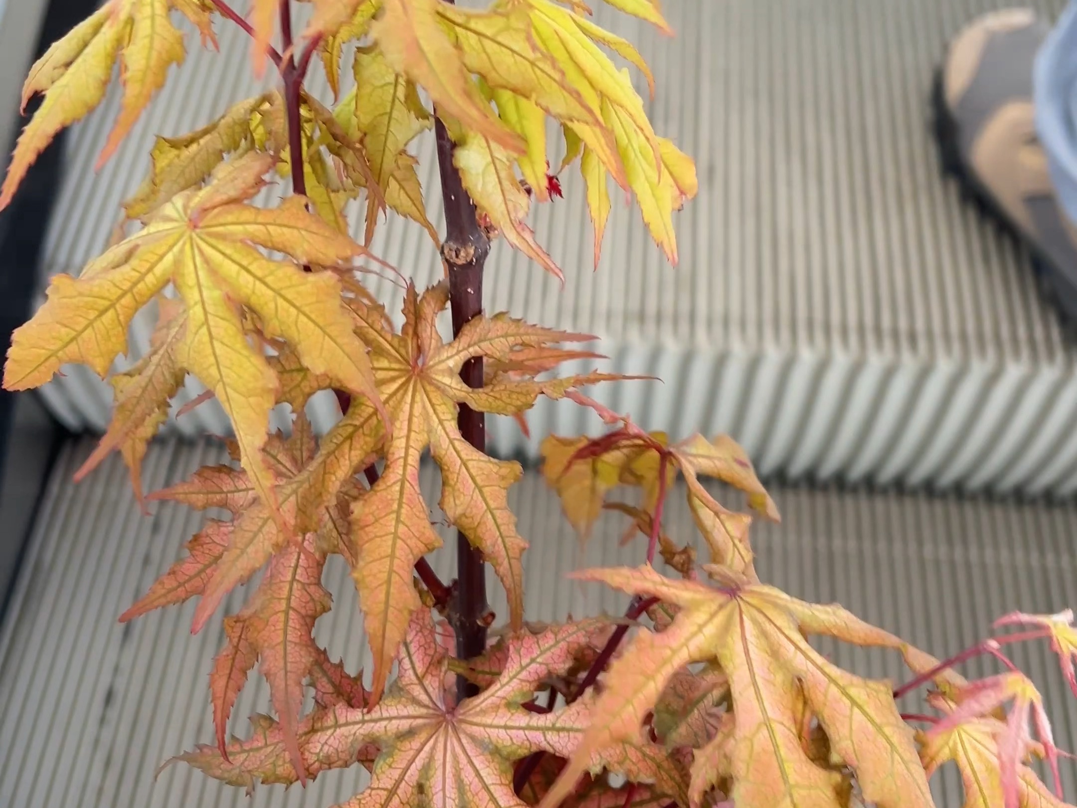 自提棵琥珀精灵枫树