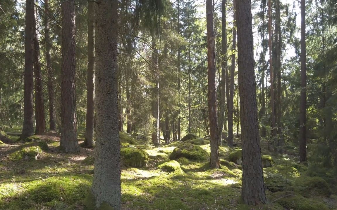 北欧森林图片