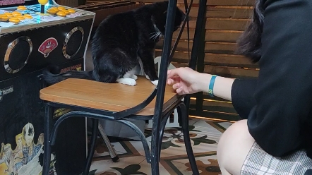 人逗猫?猫逗人?