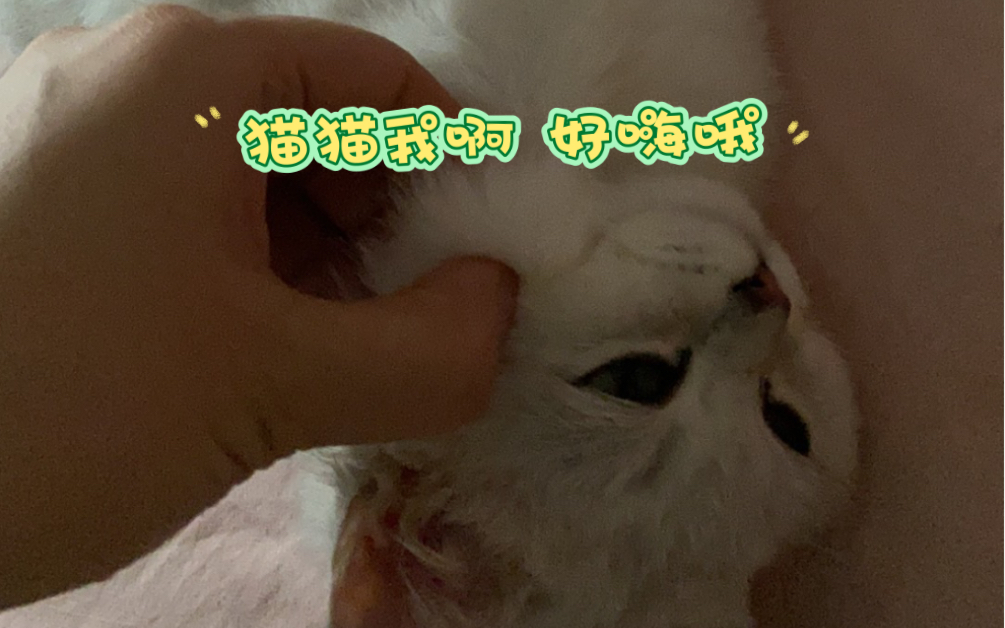 重生之极品小猫咪哔哩哔哩bilibili