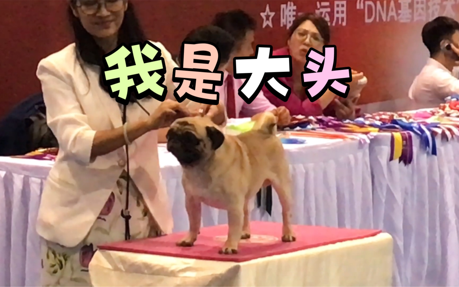 9.10广州潮宠展NGKC纯种犬职业联赛广州冠军展巴哥组哔哩哔哩bilibili