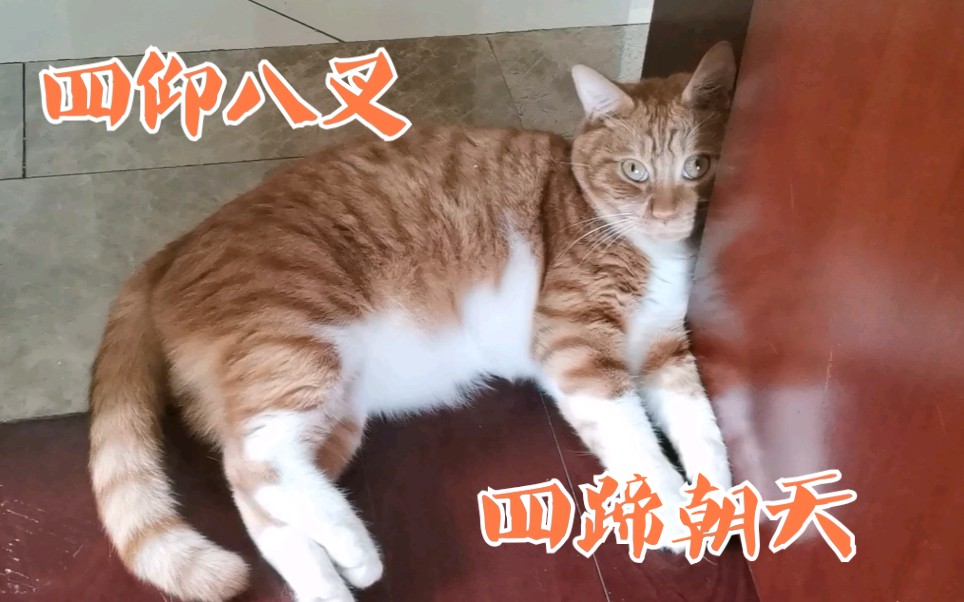 [图]懒橘猫的各种瘫倒【肥橘】