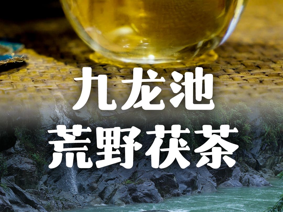 九龙池的荒野茯茶,能喝到山泉水的清冽哔哩哔哩bilibili