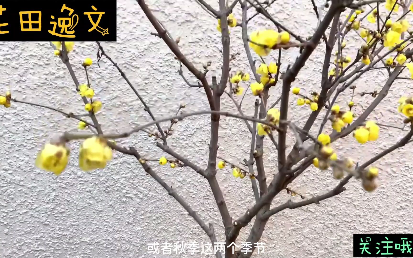 腊梅什么时候种植好?这两个季节别错过,不然要等很久!哔哩哔哩bilibili