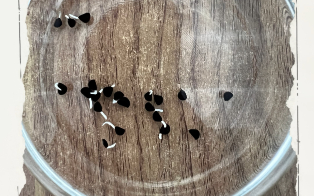 浅试一下龙舌兰种子泡发