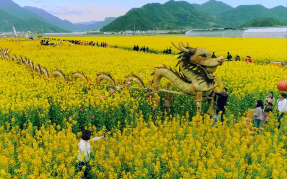 [图]冬去犹存千岭绿，春来又是万坡黄！这里油菜花田景如画