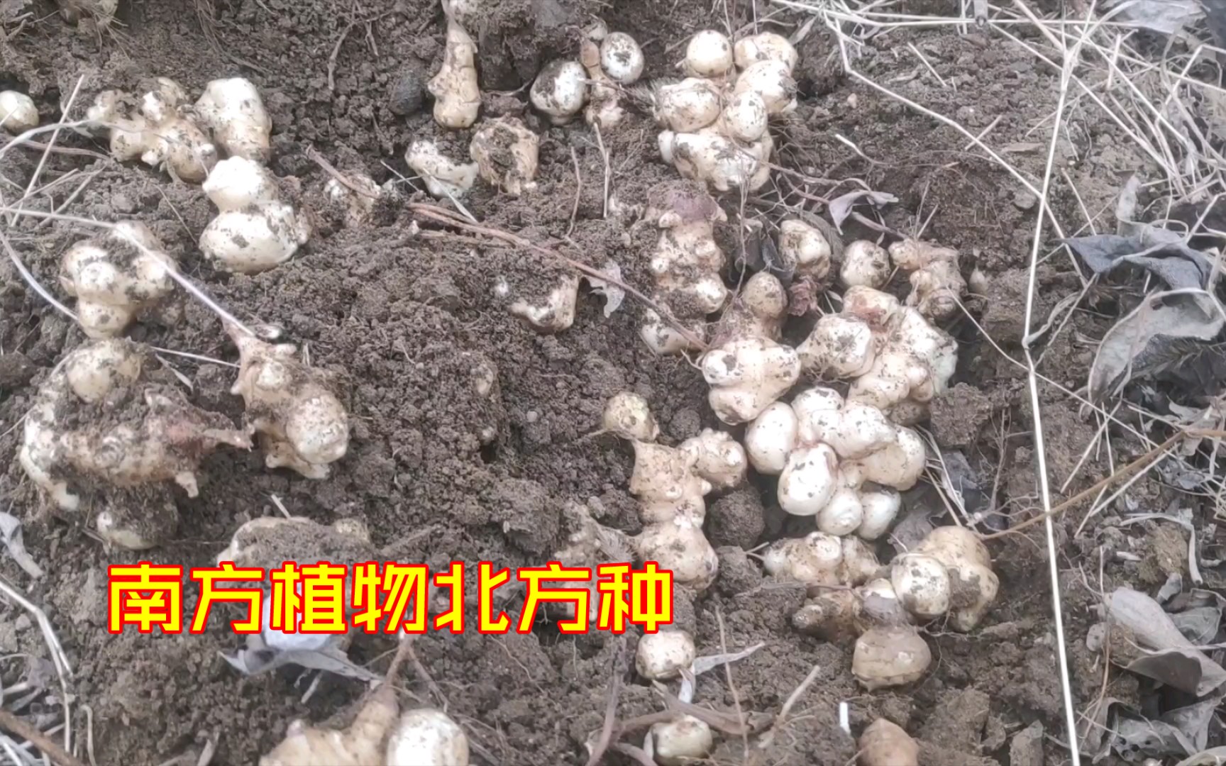 在上海回老家时带了几个良姜的种子没想到换地方种植产量这么高