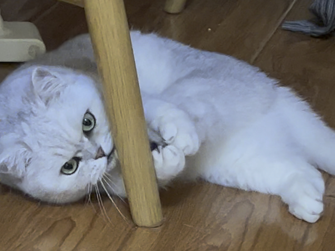 鬼鬼祟祟啃猫jio