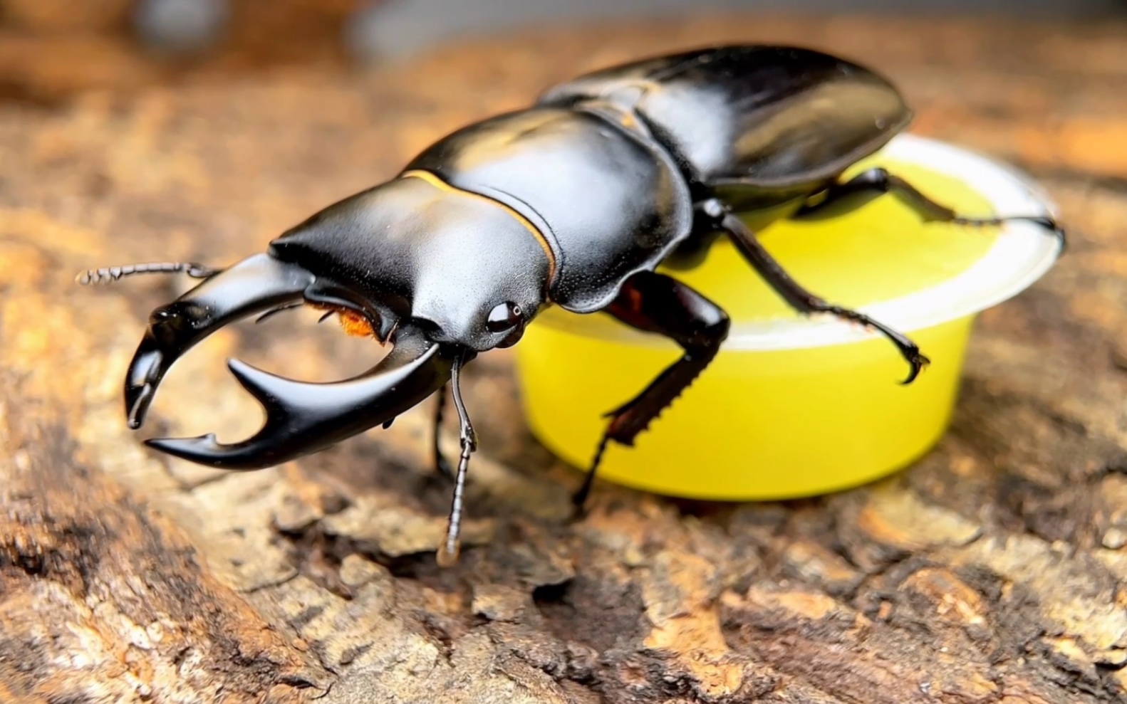 世界上最大的锹甲虫图片