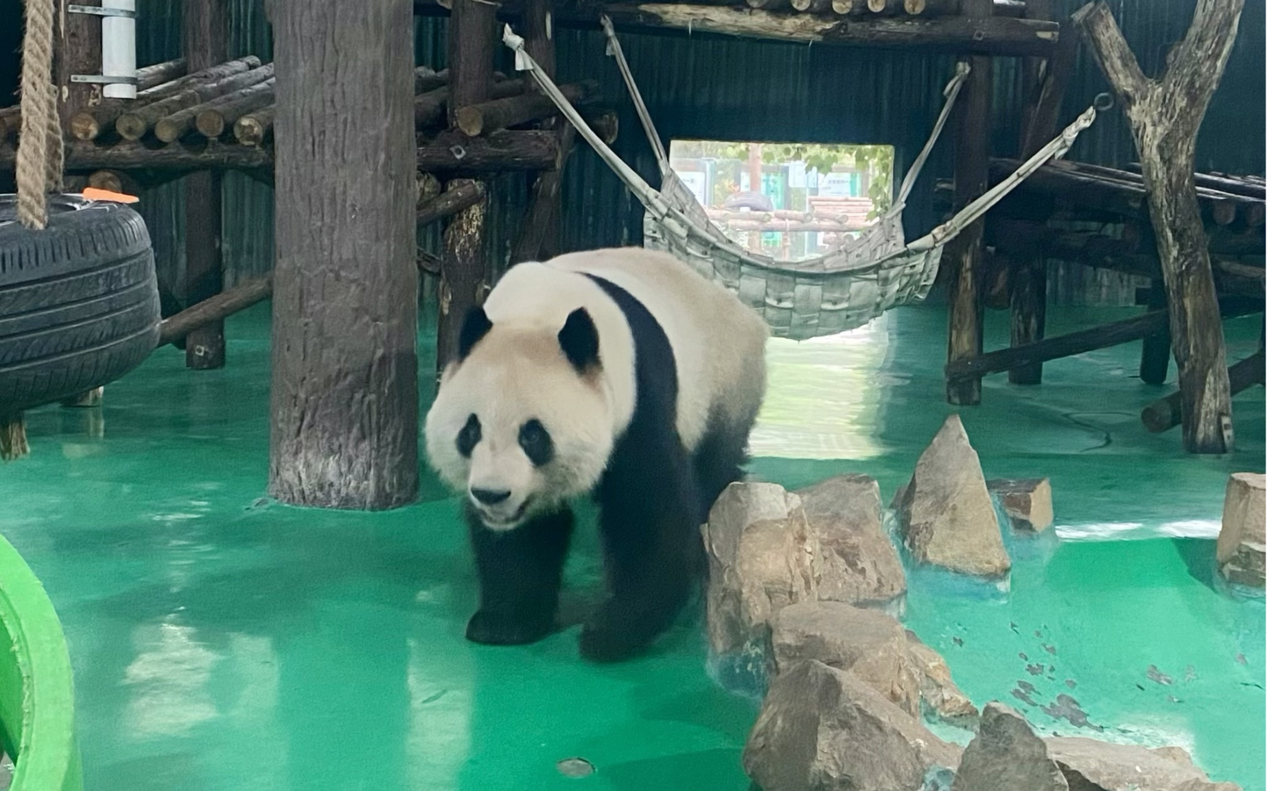 追星成功～大熊猫星光&和风～上海动物园#又是和大自然亲近的一天