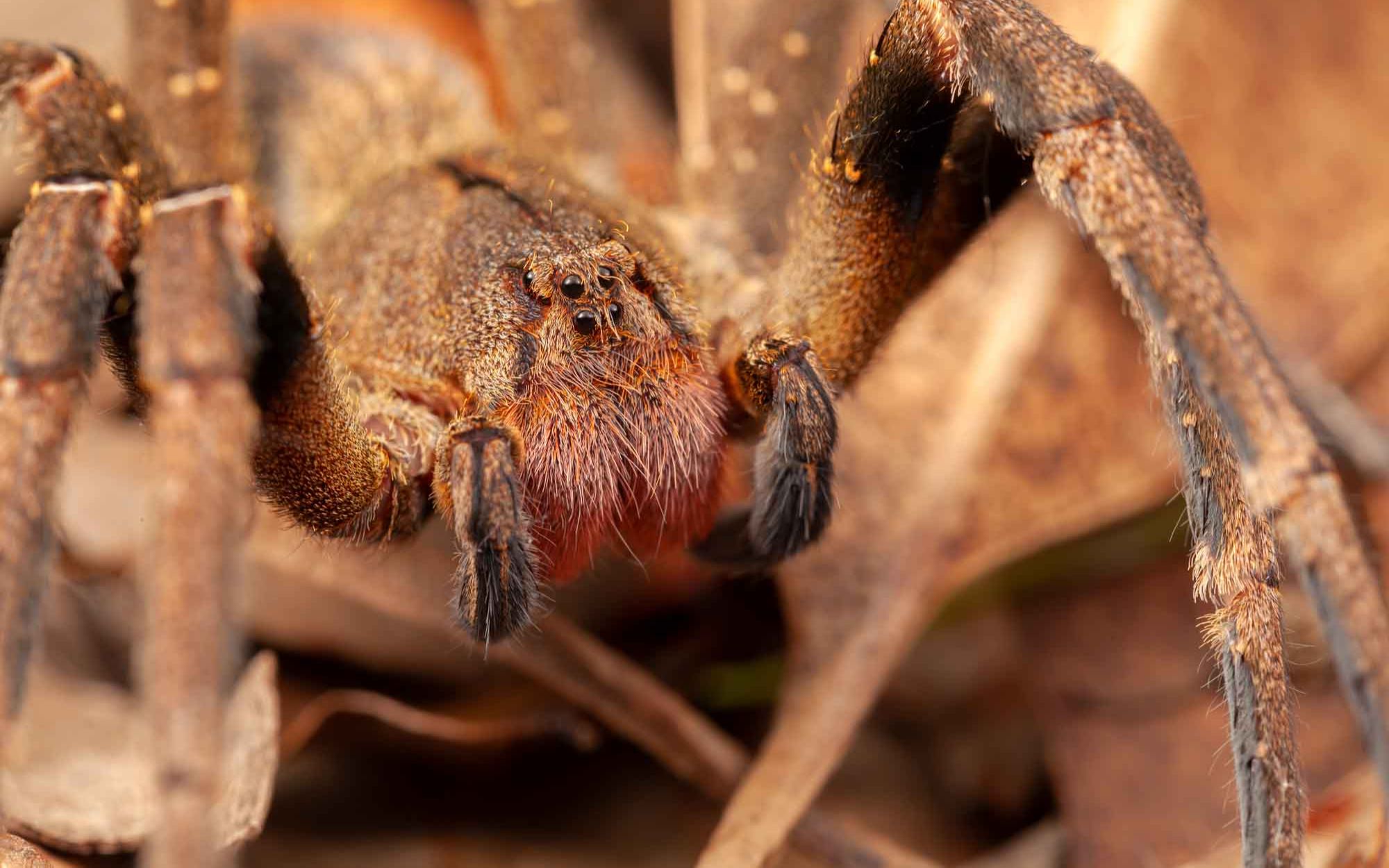 【世界十大有毒动物】第七名 巴西游走蛛 世界上最毒蜘蛛 动物伟哥?