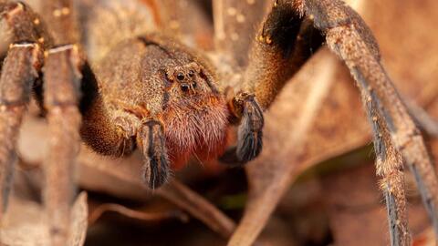 中字 世界十大最毒蜘蛛排行榜 哔哩哔哩 Bilibili