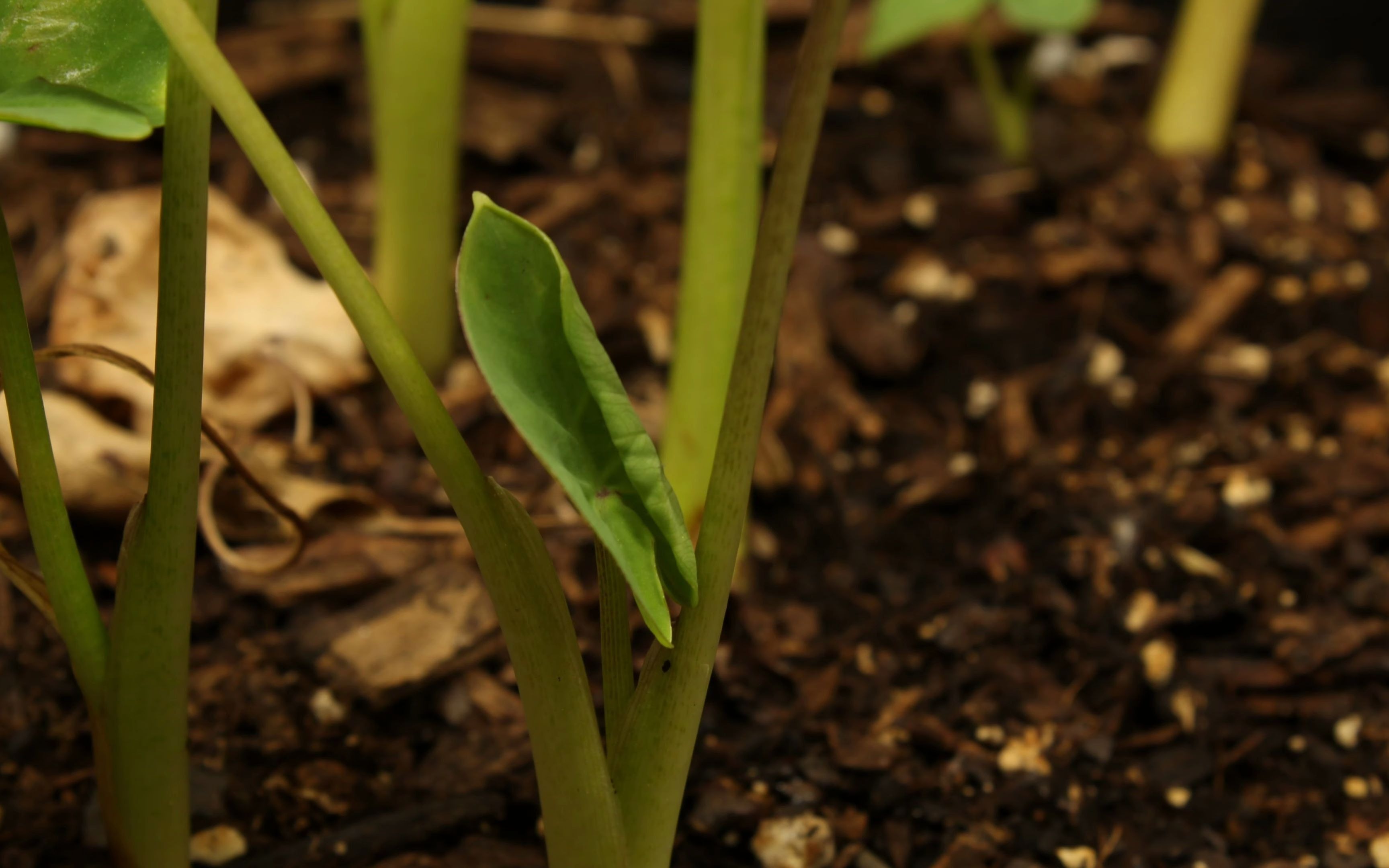 绔硅妺鐢熼暱寤舵椂 colocasia growing new leaves, guttation time