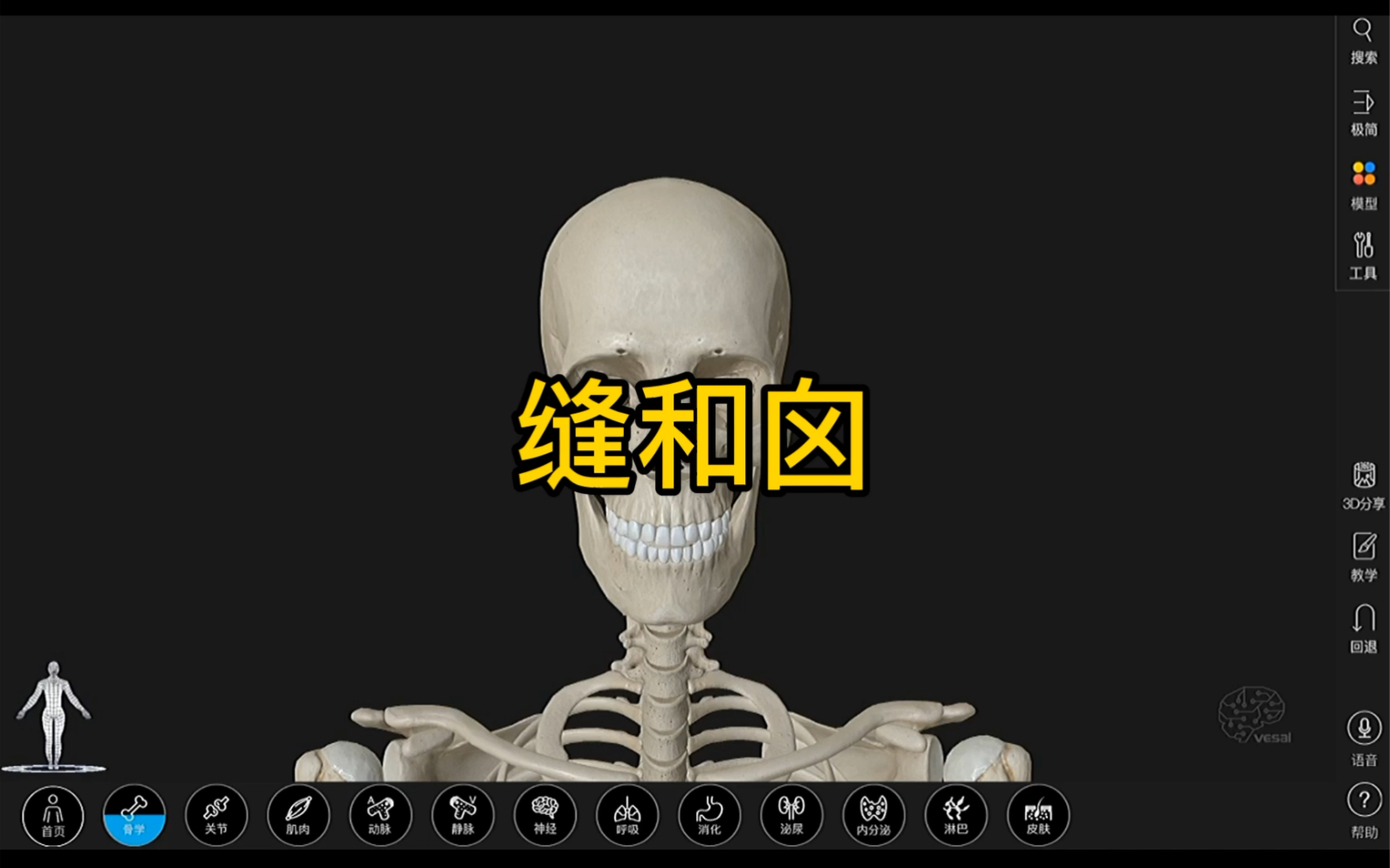 [图]颅骨的缝3D解剖