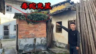 Скачать видео: 卫生间上面寄生的“万能解毒王”，原来还是毒蛇克星，赶快认识下