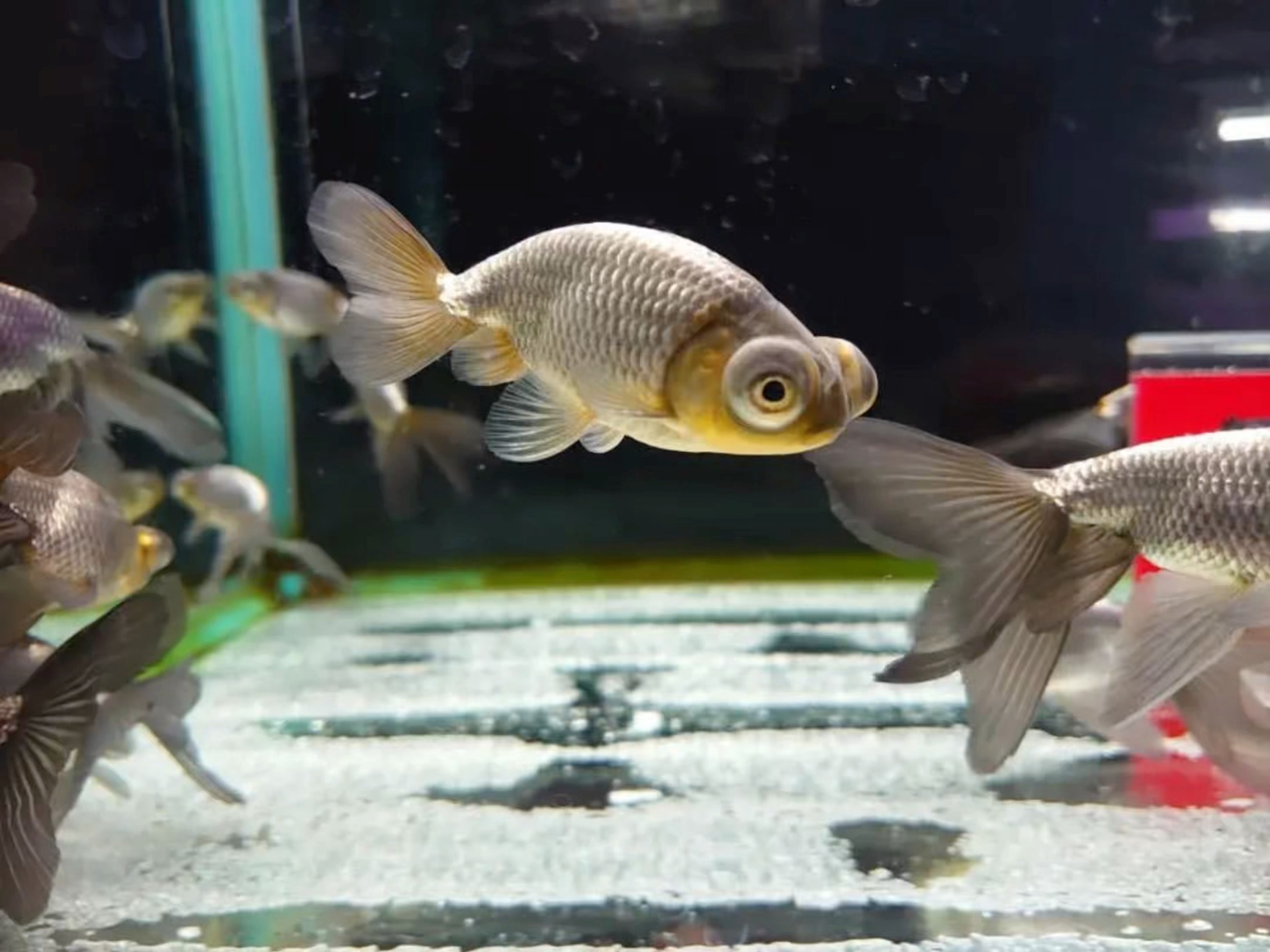日本蓝出目丹凤(龙背,蛋龙,槑龙)欣赏,转载自日本nogoldfish.nolife