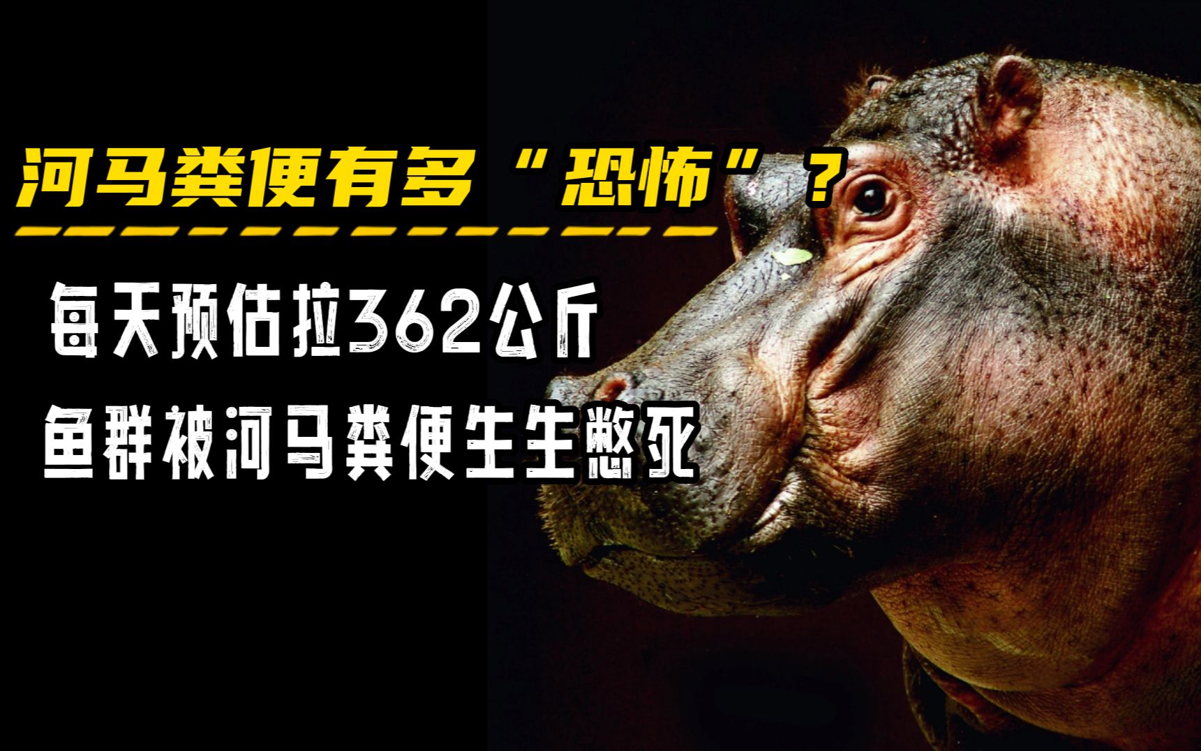 河马粪便有多“恐怖”？每天预估拉362公斤，鱼群被粪便活活憋死