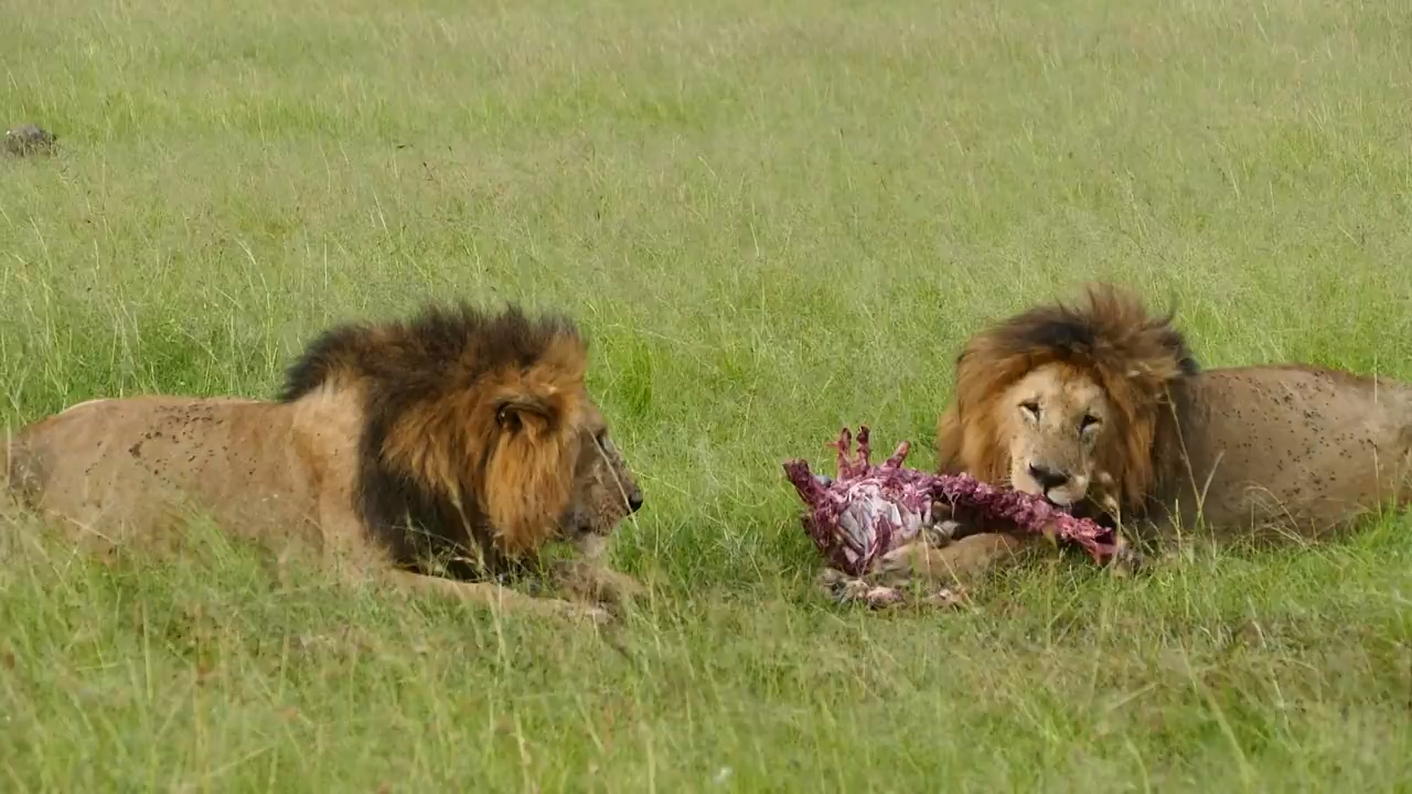 马赛马拉罗帕雄狮兄弟吃肉肉