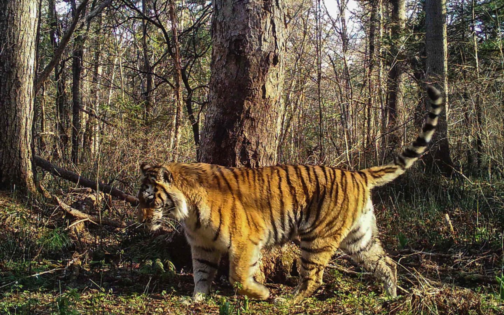 远东森林 | 孤独的旅者,走进林海的成年东北虎.