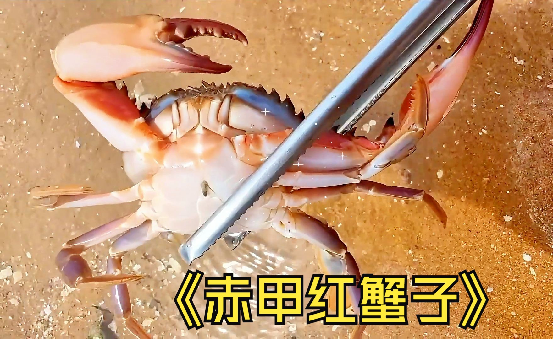 赶海发现赤甲红蟹子猫眼螺海螺和螺壳